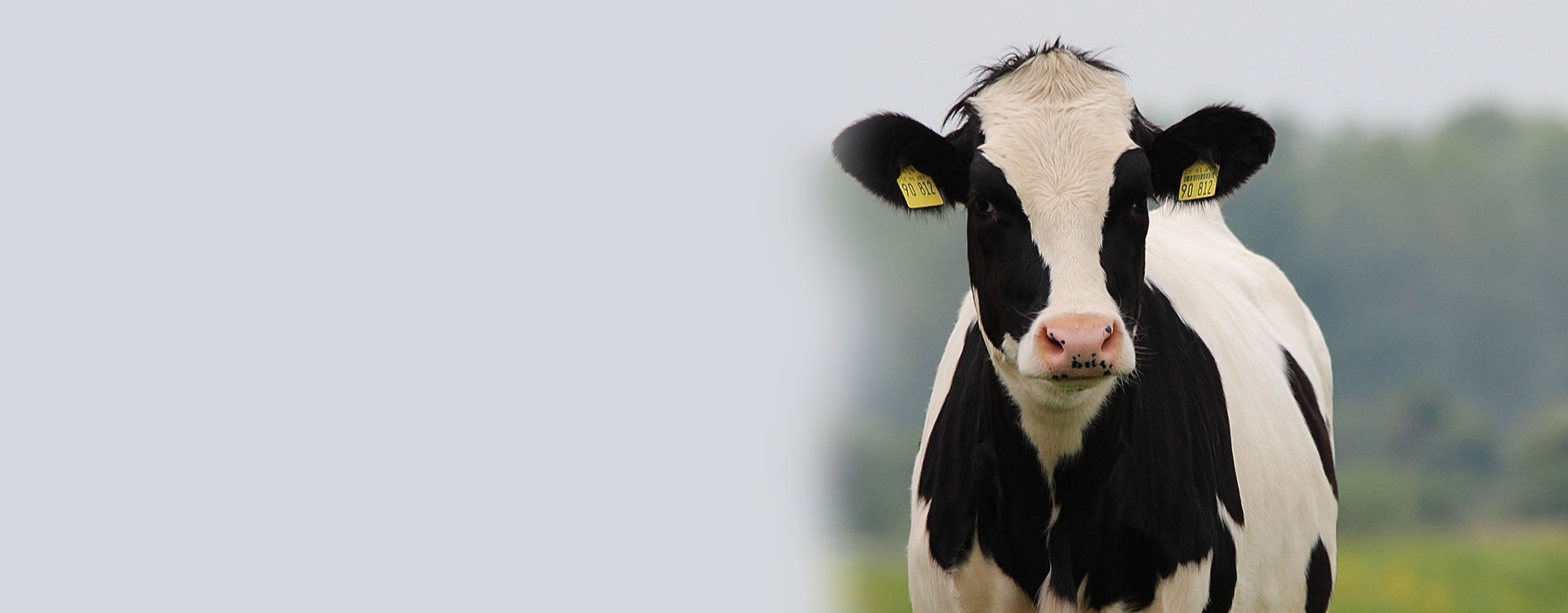 Набор для экспресс-тестирования беременности крупного рогатого скота